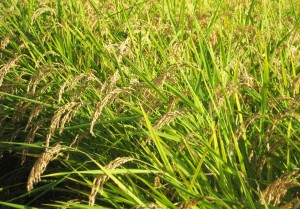 米の収穫　01